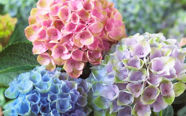 гортензия д15