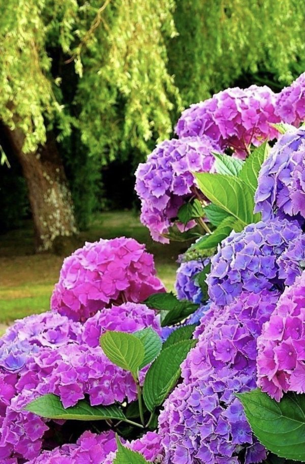 гортензия крупнолистовая