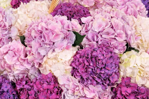 гортензии букет