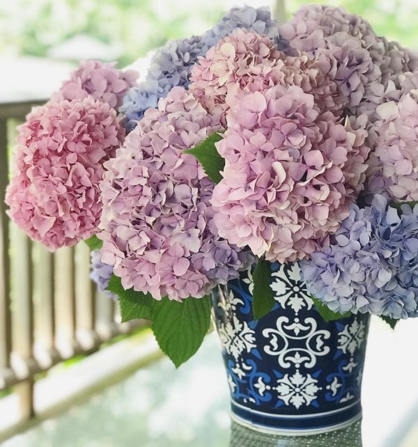 гортензии букет