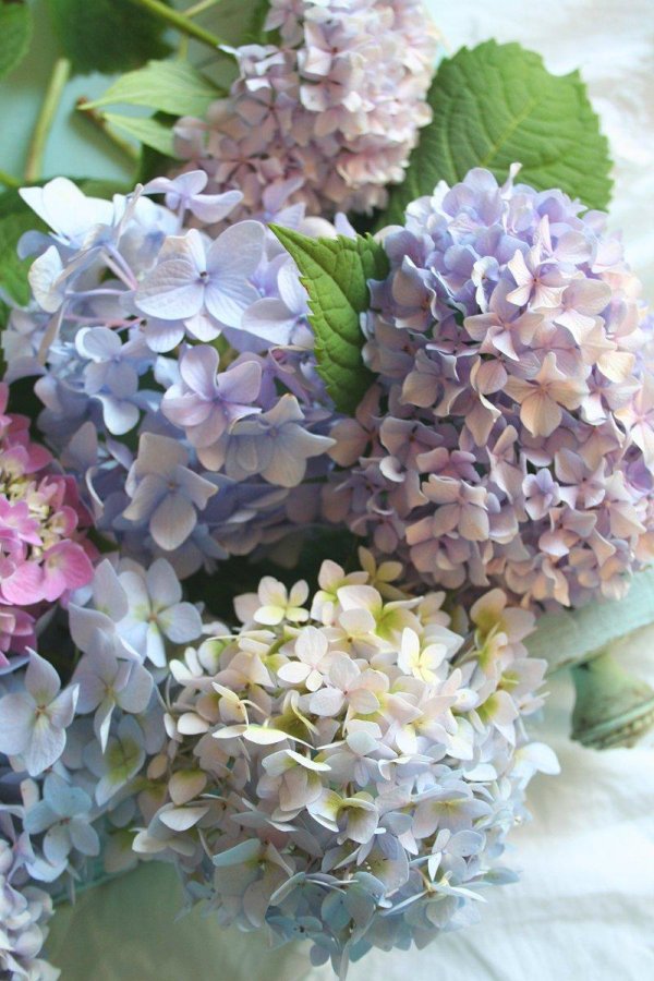 гортензии крупнолистные