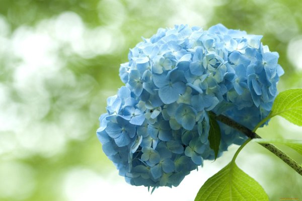 гортензии голубые