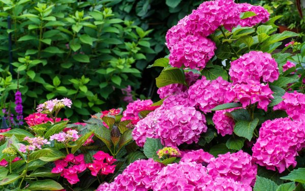 гортензия брайт ред