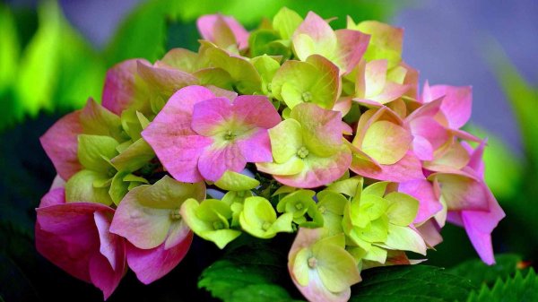 гортензия ред айс