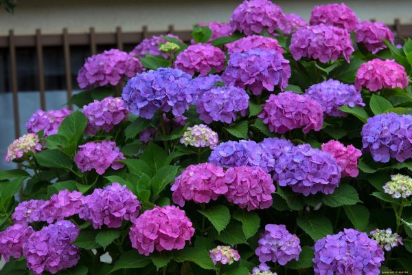 крупнолистная гортензия