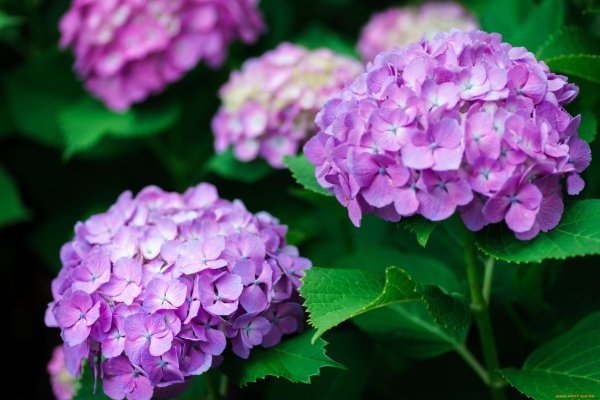 крупнолистная гортензия