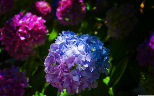 цветок гортензии