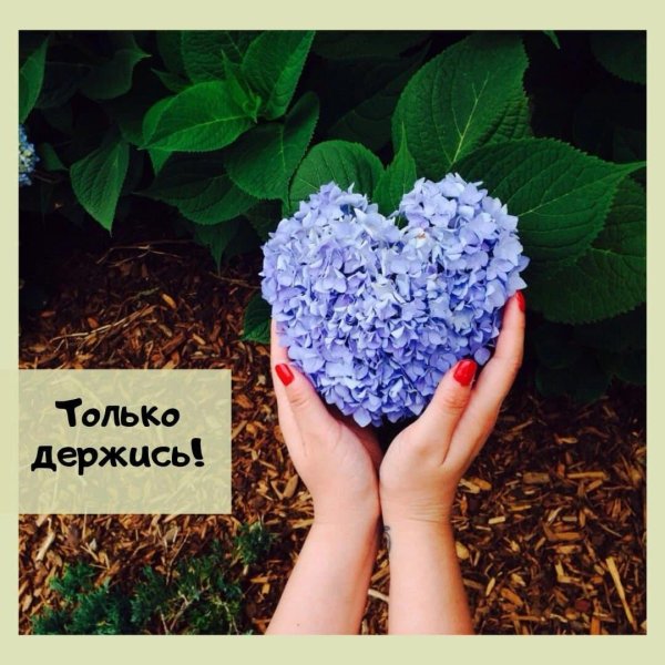 красивые гортензии