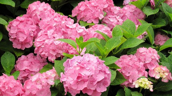 гортензия претти пинк