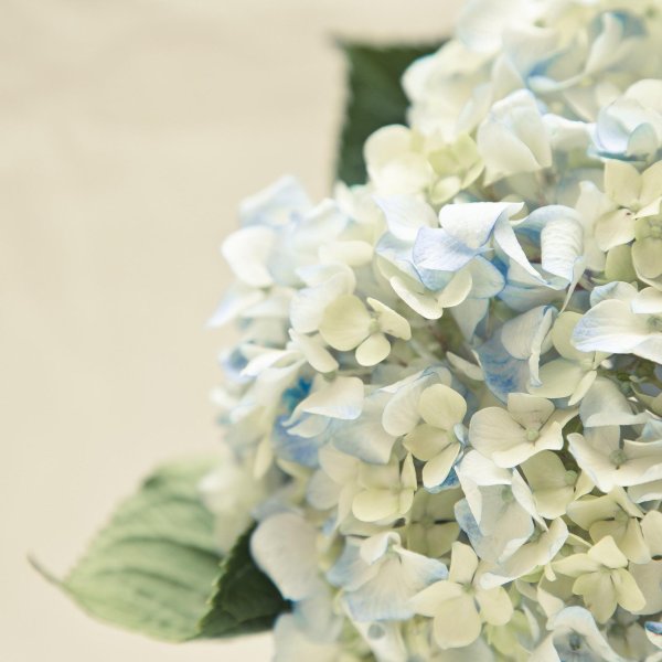 цветок гортензии