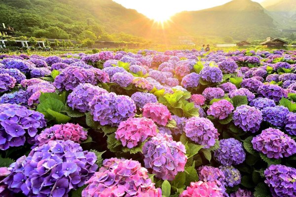 гортензии цветы