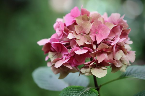 крупнолистная гортензия