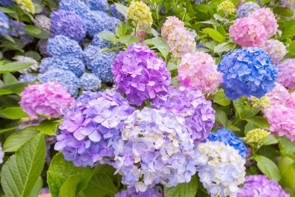 крупнолистная гортензия