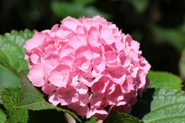 розовая гортензия