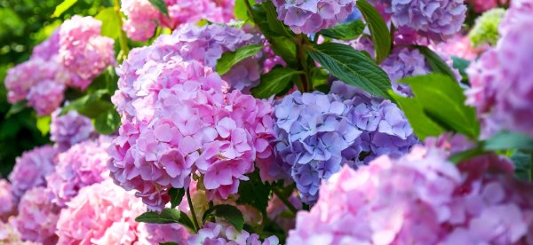 крупнолистовая гортензия