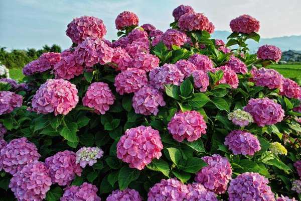 гортензия крупнолистовая