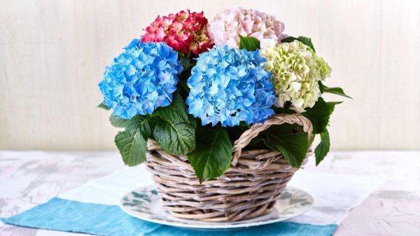 цветок гортензии