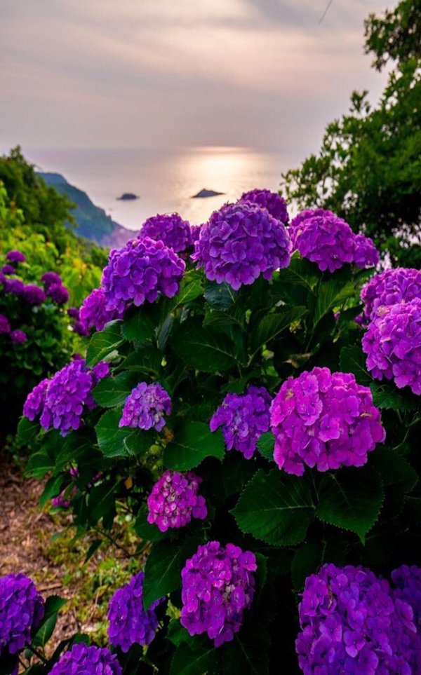 цветок гортензии