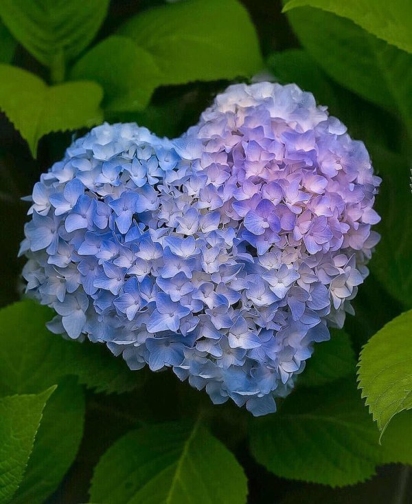 цветок гортензии