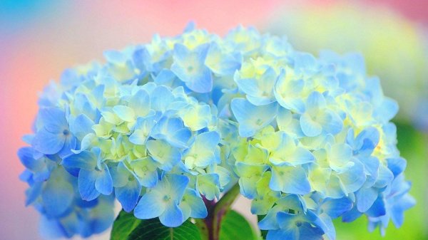 красивые гортензии