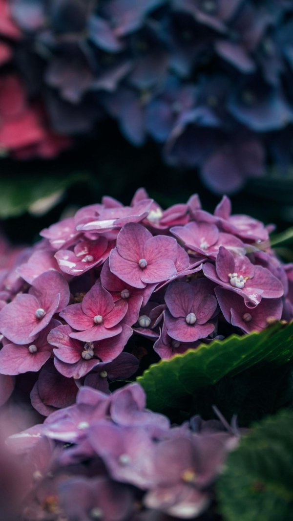 цветок гортензии