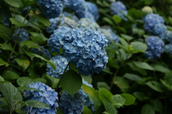 крупнолистная гортензия