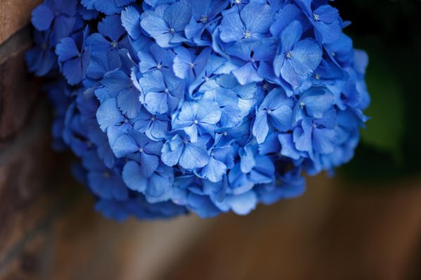 гортензии голубые