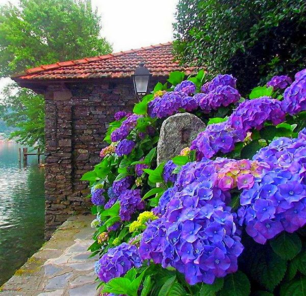 гортензии в саду