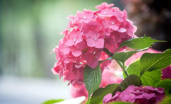 крупнолистная гортензия