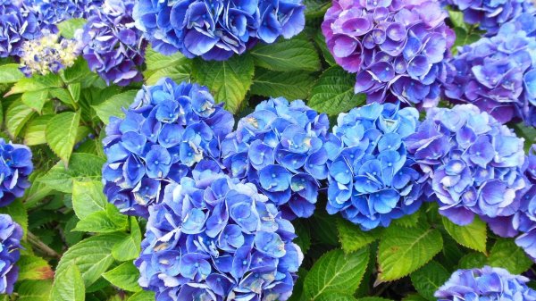 гортензия blauer zwerg