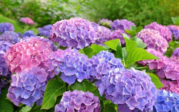 гортензия в саду в россии