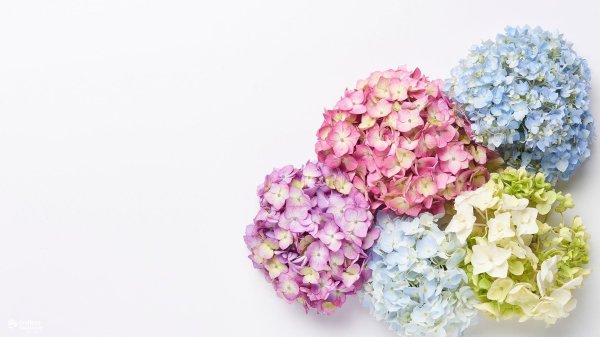 цветок гортензии