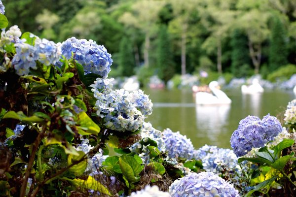 гортензия polestar