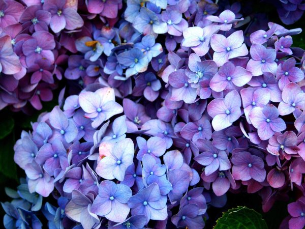 гортензия синдерелла