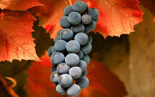 виноградная лоза