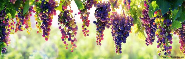 виноградный сад