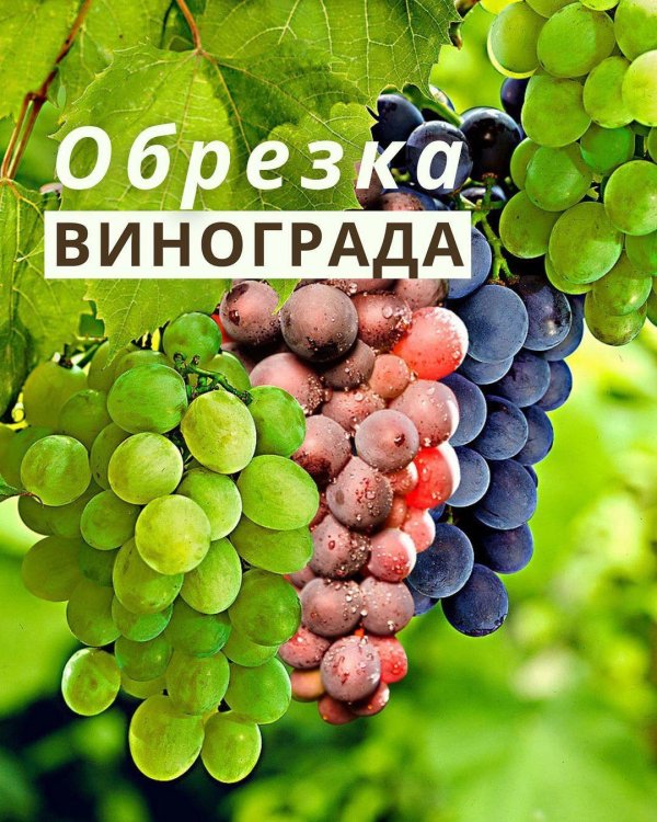 обрезка винограда