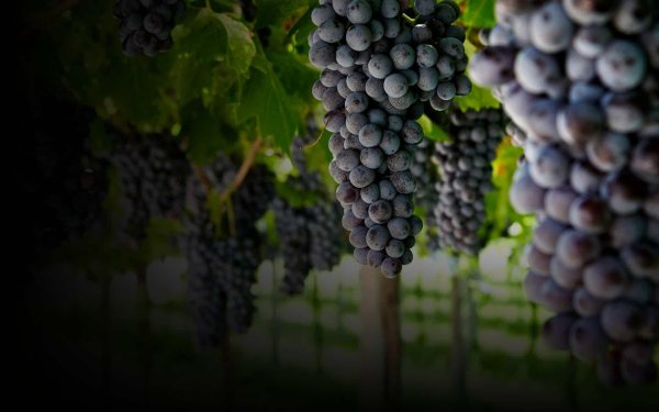 корвина сорт винограда