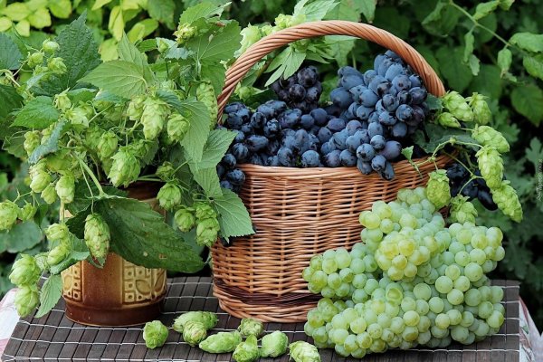 лоза винограда