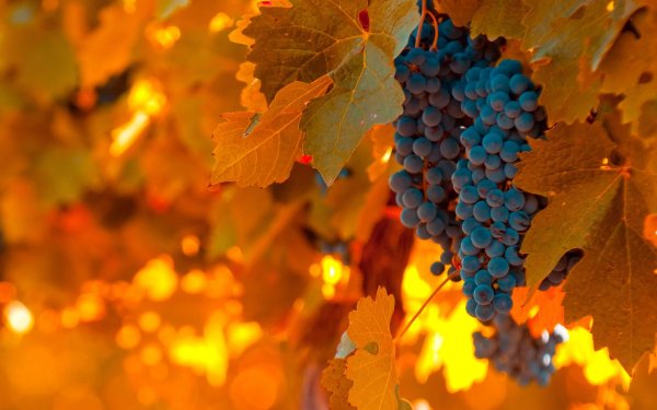 виноградная лоза