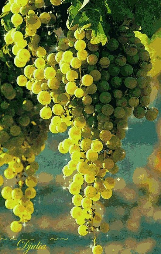 виноградная лоза