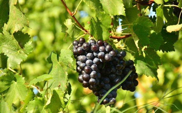 цимлянский черный сорт винограда