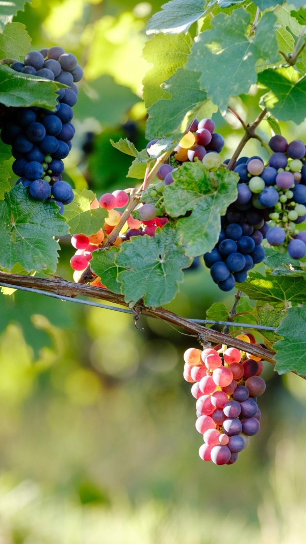 виноградная лоза