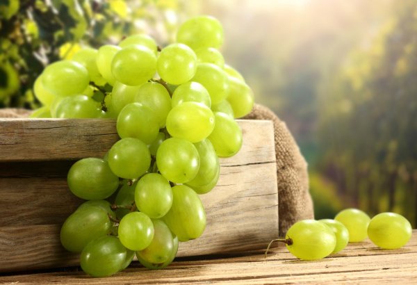 для винограда