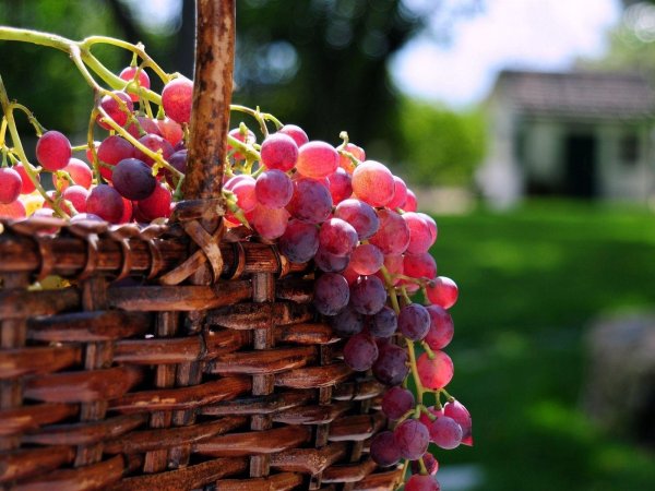 лоза винограда