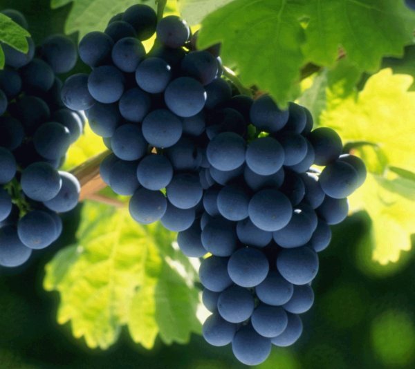 сорт винограда олимпик