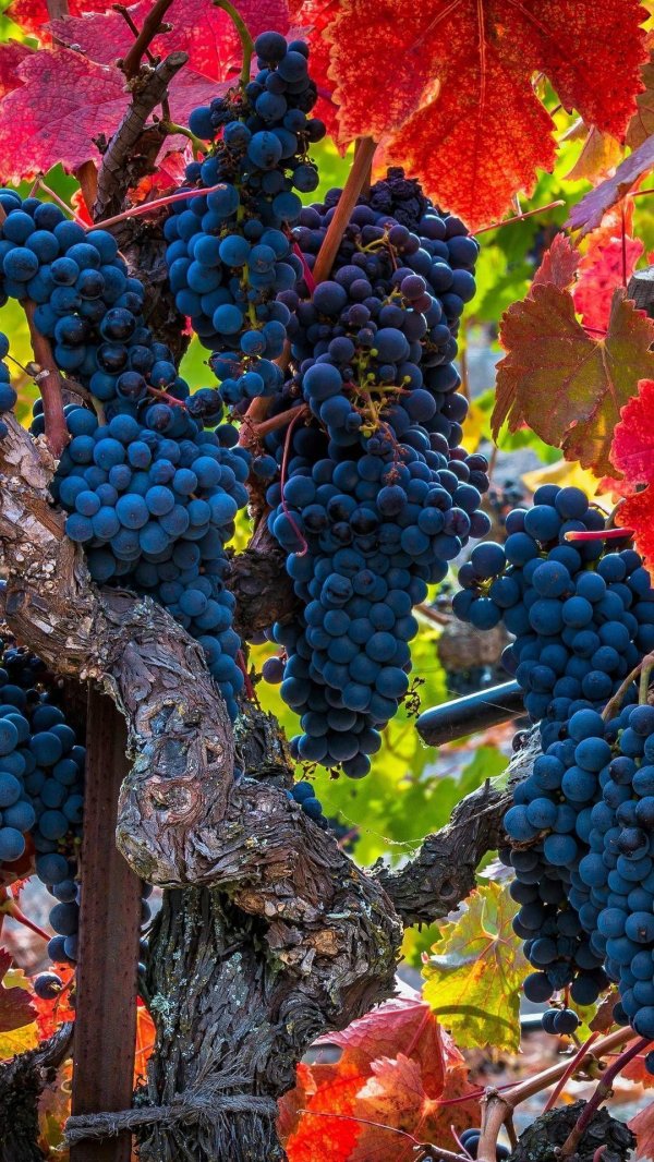 виноградная лоза