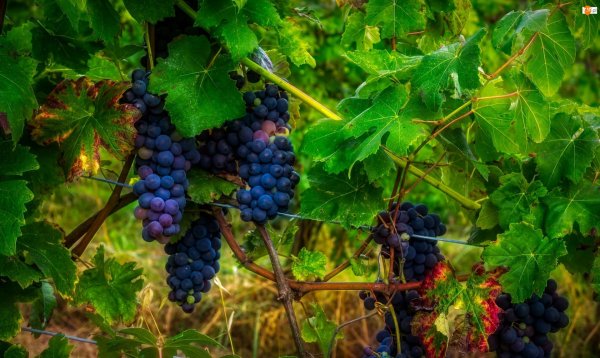 виноградная лоза