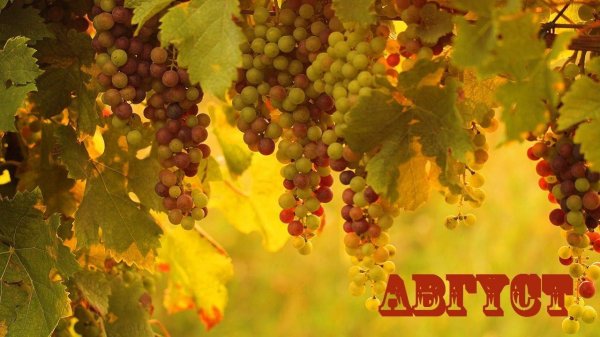 виноградная лоза