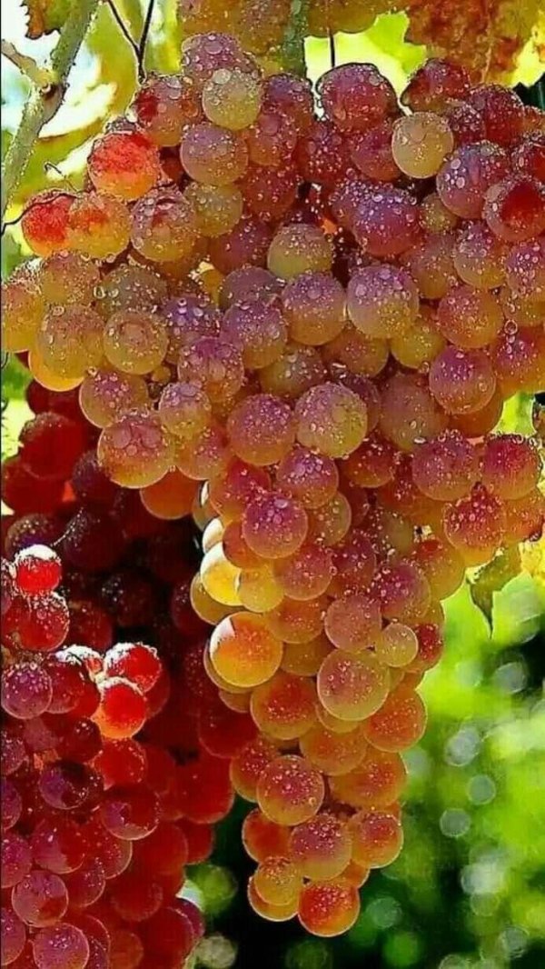 красивый виноград